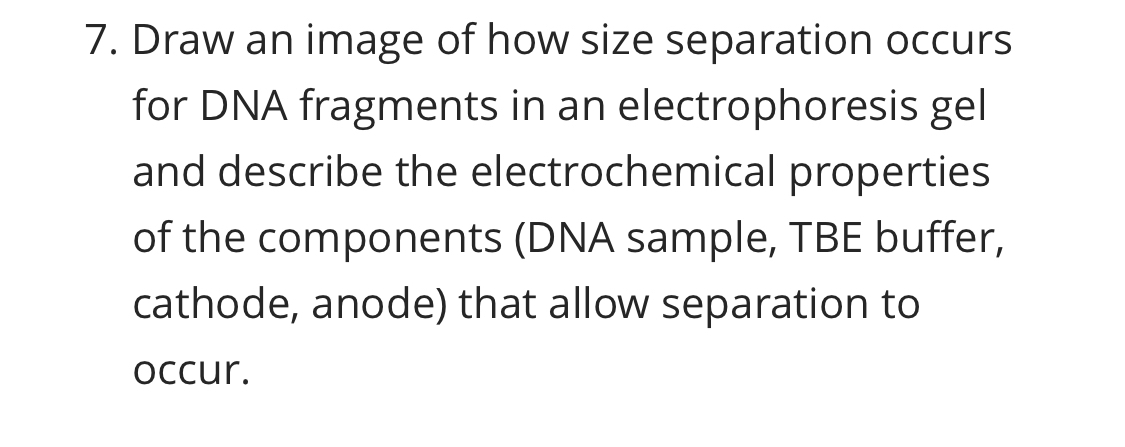 Solved Draw an image of how size separation occurs for DNA | Chegg.com