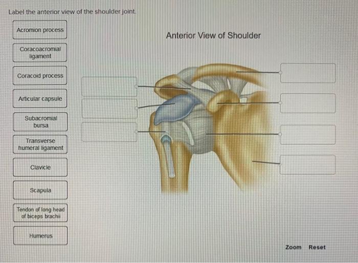 label the human shoulder diagram