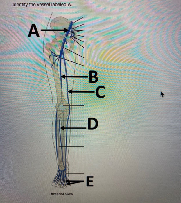 Solved Identify The Type Of Vessel B Is Labeling. A B | Chegg.com