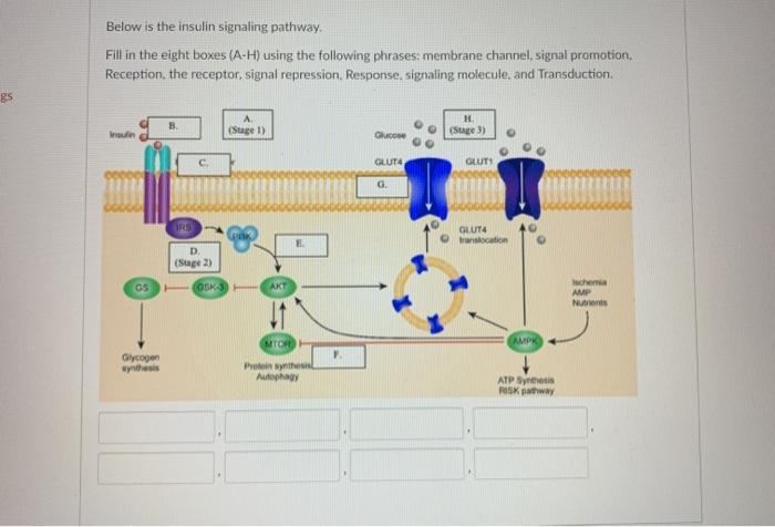 Solved Below is the insulin signaling pathway. Fill in the | Chegg.com
