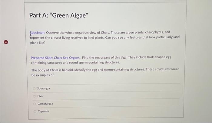 Solved 4 Part A: "Green Algae" Specimen: Observe the whole | Chegg.com