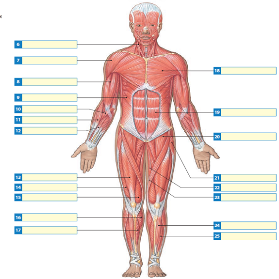 Solved Label Each Of The Indicated Superficial Muscles In The Dia Chegg Com