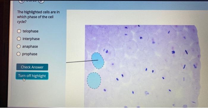 Solved The highlighted cells are in which phase of the cell | Chegg.com