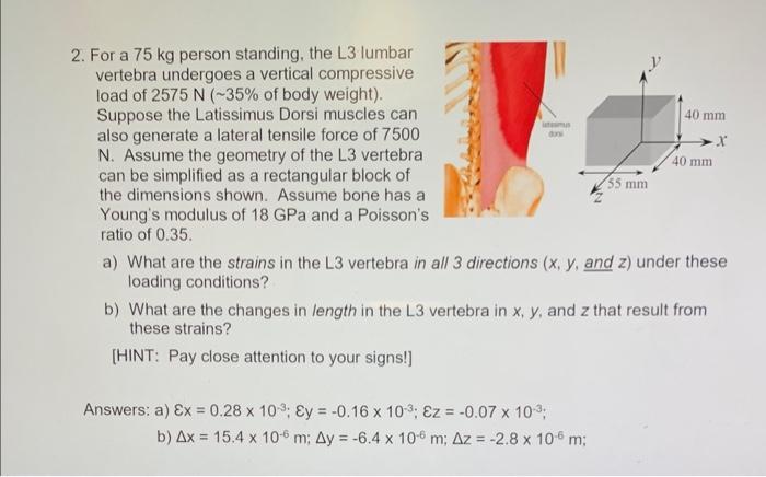 Solved 2. For a 75 kg person standing, the L3 lumbar | Chegg.com