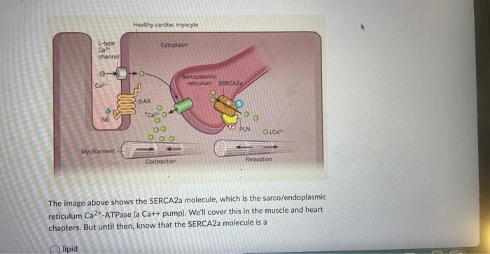 Solved The image above shows the SERCA2a molecule, which is | Chegg.com
