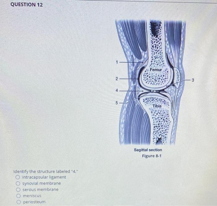 Solved QUESTION 11 Ferrur 2 3 4 Tibia Sagittal section | Chegg.com