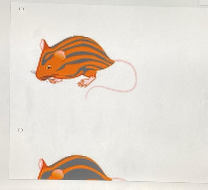 Solved Suppose there is a unique species of mouse in which | Chegg.com