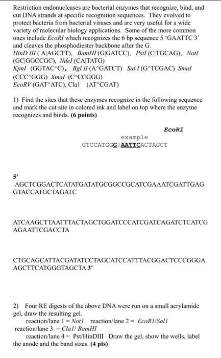 Solved Restriction endonucleases are bacterial enzymes that | Chegg.com