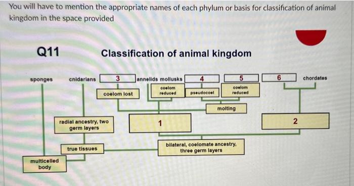 classification of animals kingdom phylum