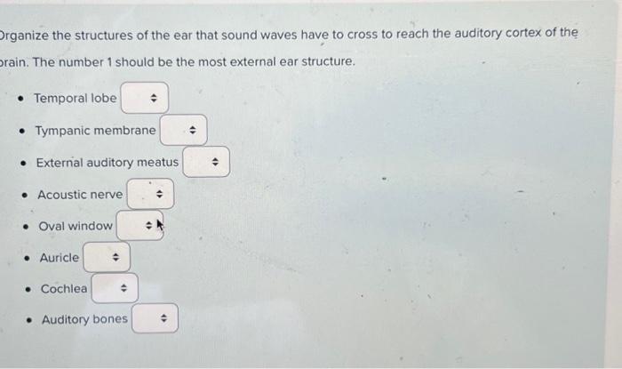 Solved Organize the structures of the ear that sound waves | Chegg.com
