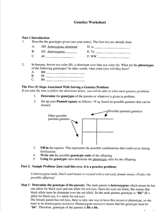 Solved Genetics Worksheet Part 1 Introduction: 1. Describe | Chegg.com