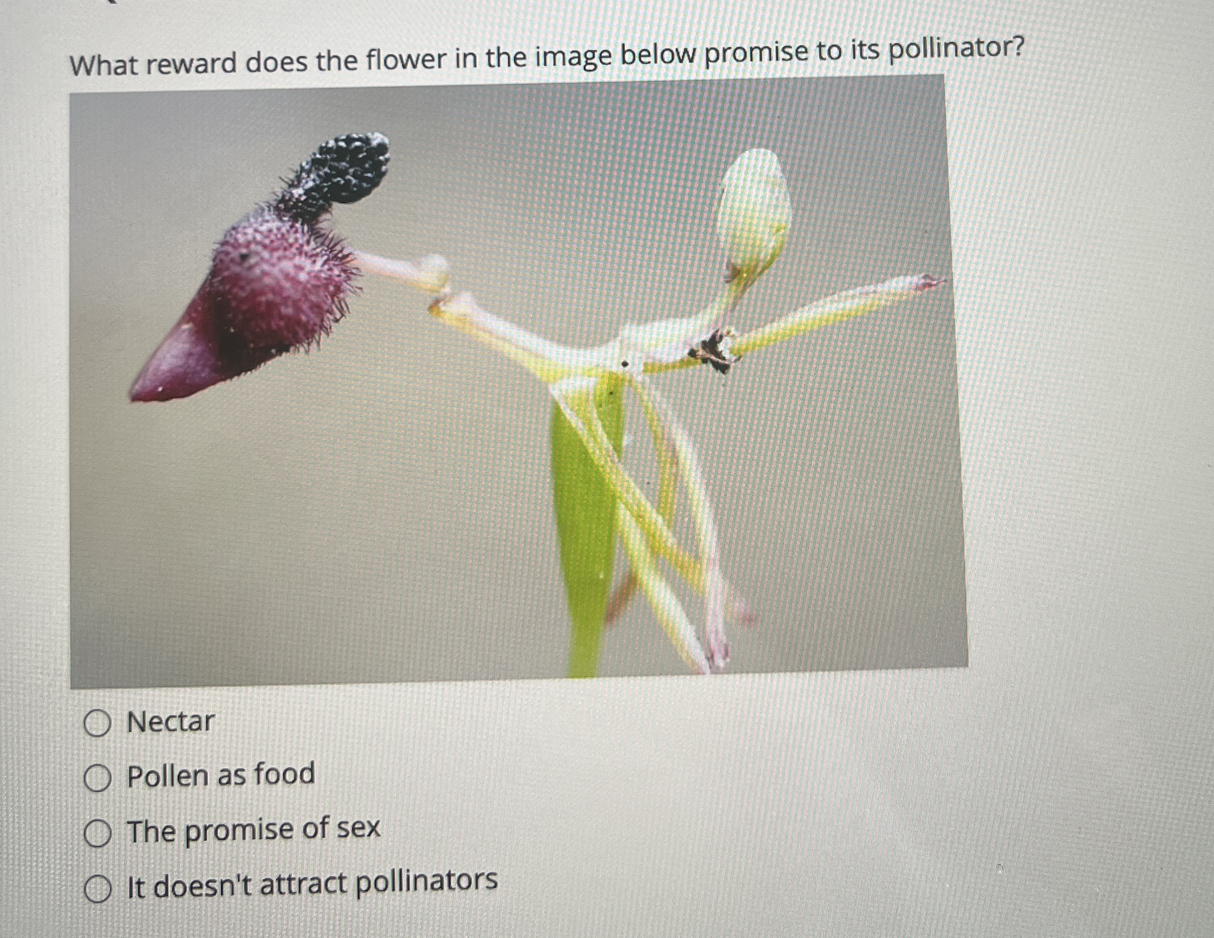 What reward does the flower in the image below