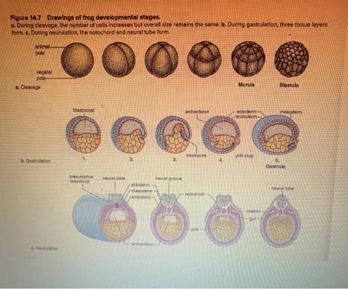 1 Obtain A Cross Section Of A Frog Neurula Stage Chegg Com