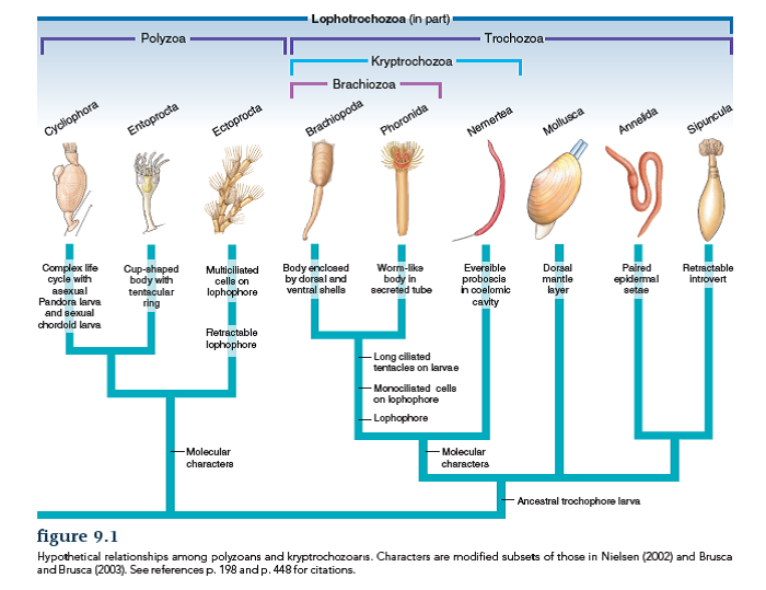 Solved: Examine figure 9.1. How many times did the lophophore evol ...