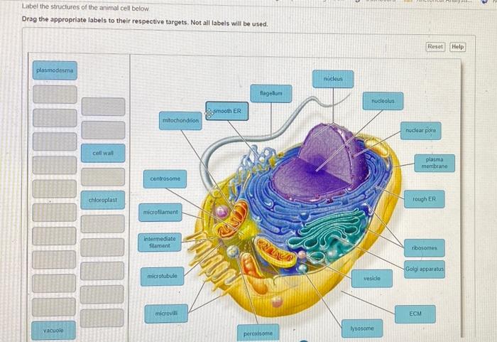 Solved Label the structures of the animal cell below. Drag 