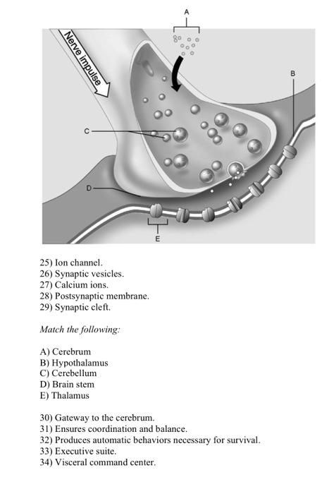 nerve impulse homework answer key