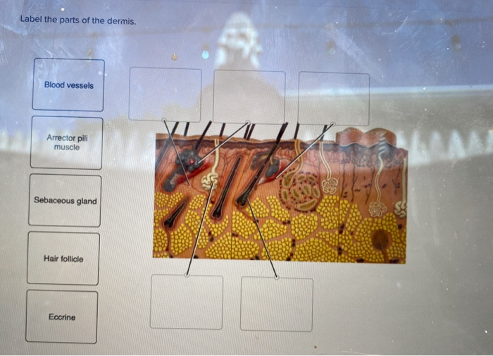 Solved Label the parts of the dermis. Blood vessels Arrector | Chegg.com