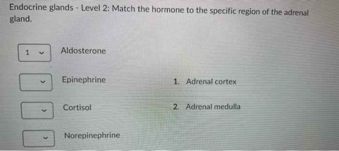 Solved Other Endocrine Glands - Match the following | Chegg.com