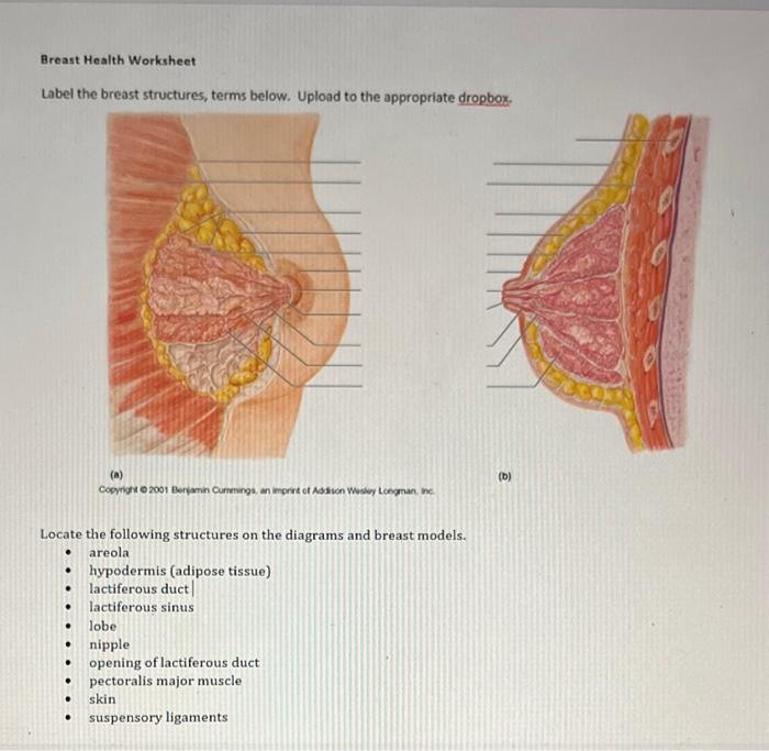 breast label 2 Diagram