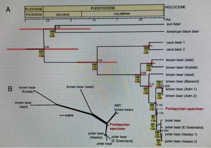 Solved A Describe the phylogenetic positioning of the | Chegg.com