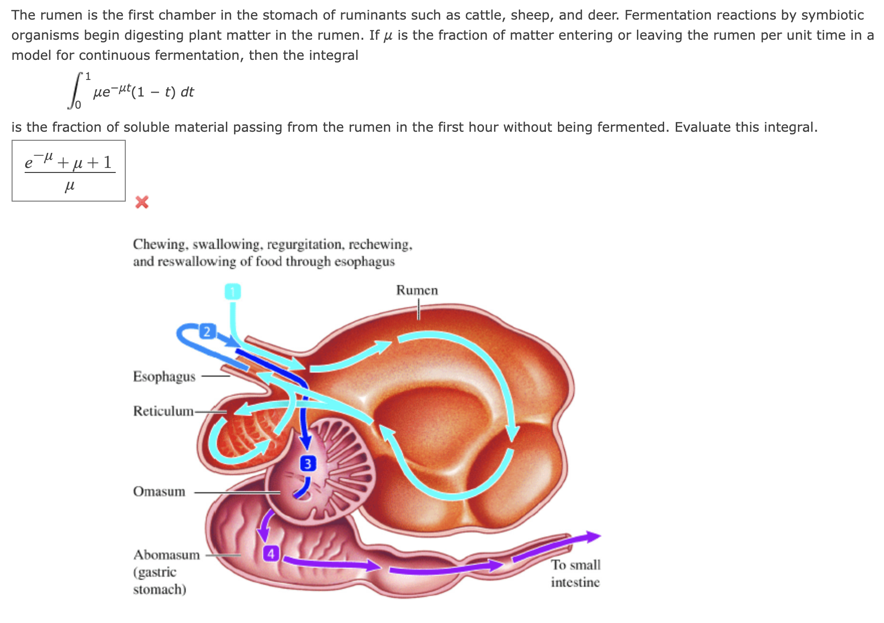 Inside The Rumen Solved The rumen is the first chamber in the stomach of | Chegg.com