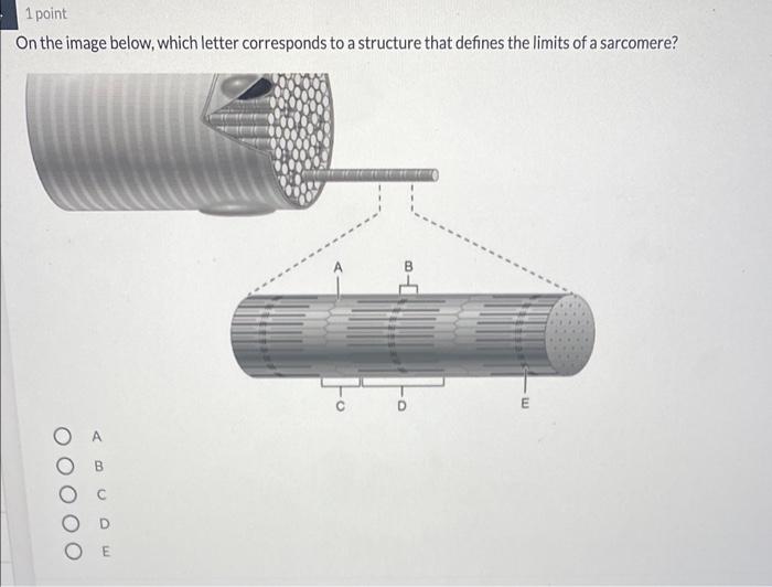 Solved 1 point On the image below, which letter corresponds | Chegg.com