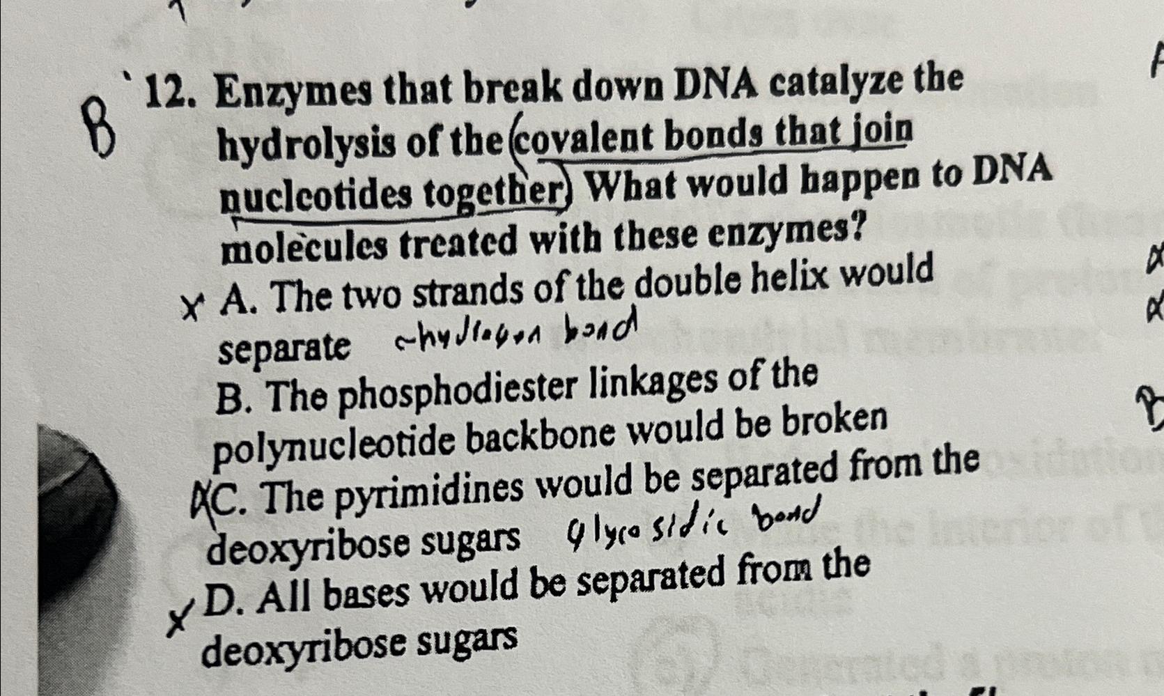 Solved B12. ﻿Enzymes that break down DNA catalyze the | Chegg.com