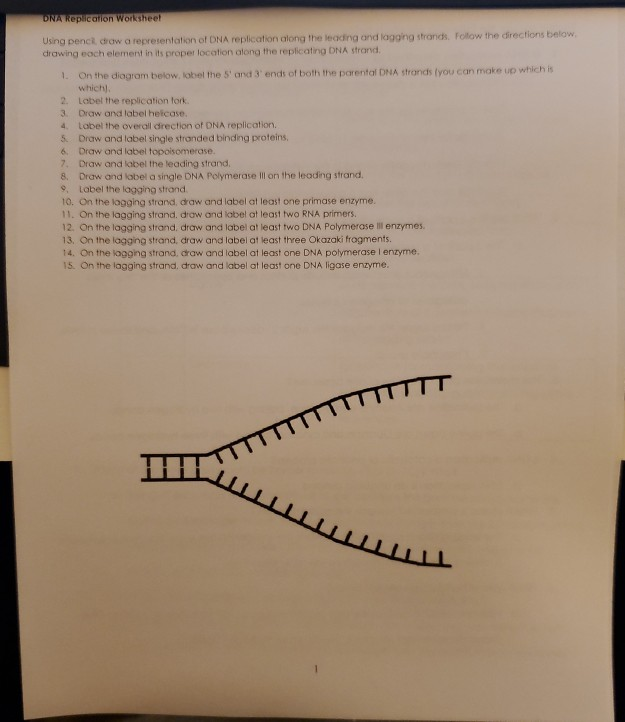 3.05 dna replication assignment answers