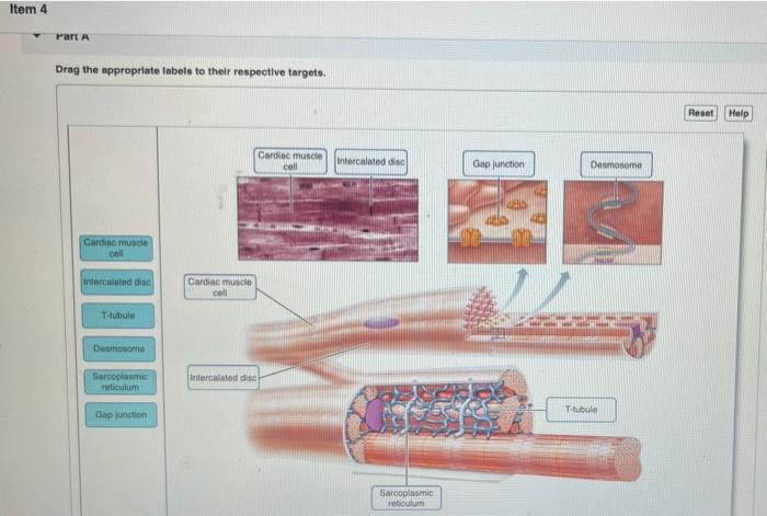 gap junction in cardiac muscle