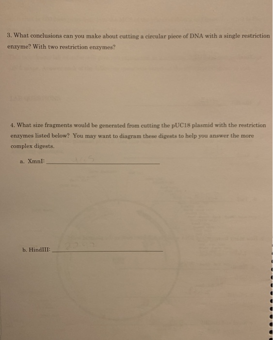 Solved LAB QUESTIONS Below is a map for the plasmid pUC19. | Chegg.com