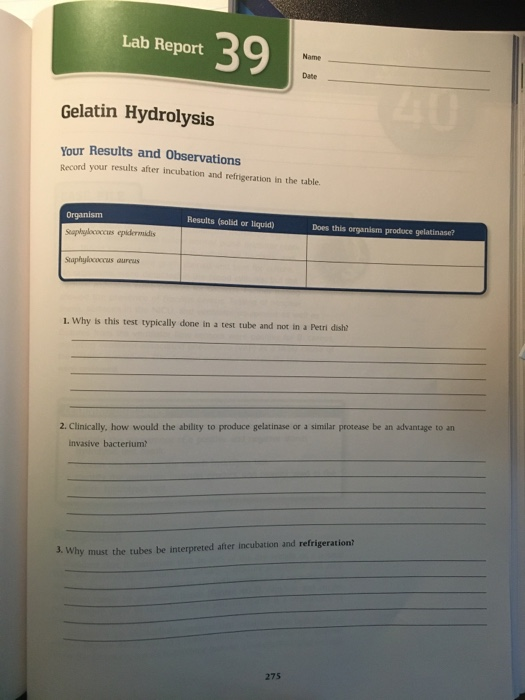 Solved Lab Report Dute Gelatin Hydrolysis Your Results and