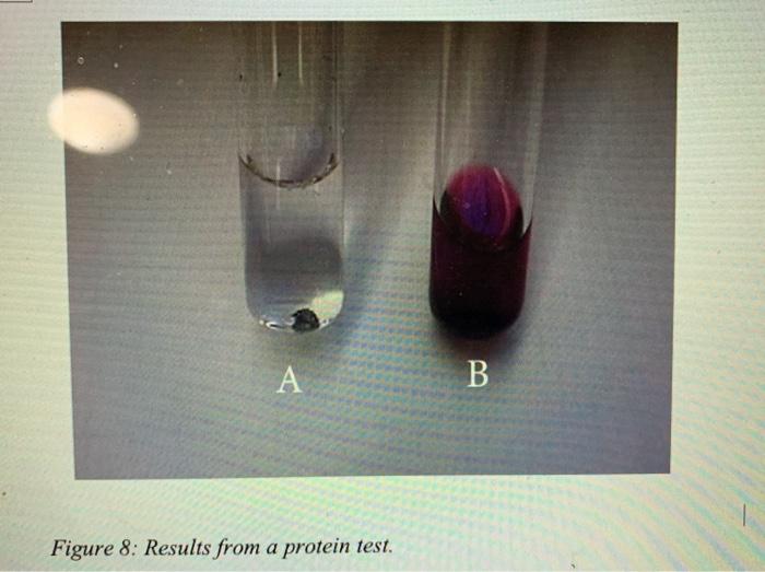 Solved A B Figure 8: Results from a protein test. 8. Tube | Chegg.com