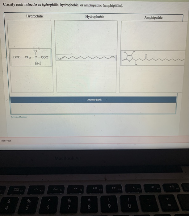 Solved Classify each molecule as hydrophilic, hydrophobic,