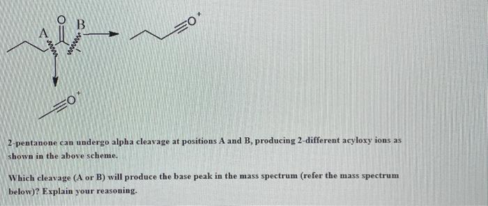 Solved 2-pentanone can undergo alpha cleavage at positions A | Chegg.com