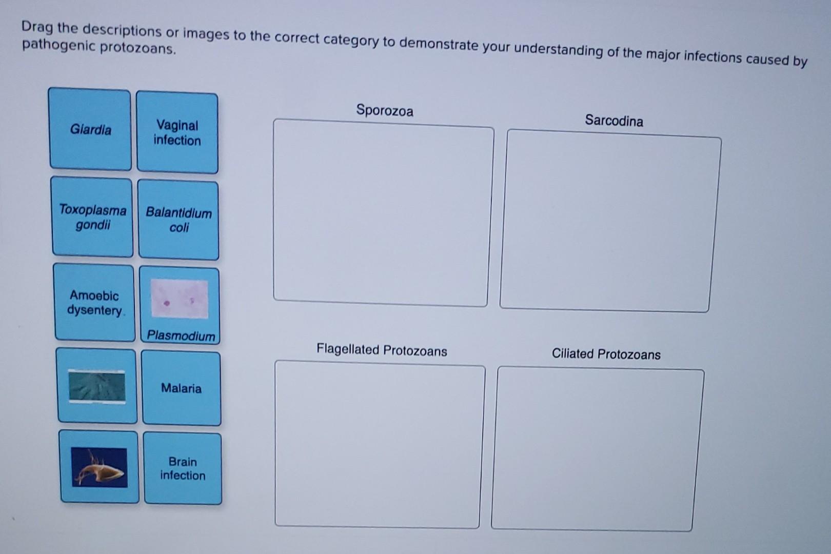 Solved Drag The Descriptions Or Images To The Correct Chegg