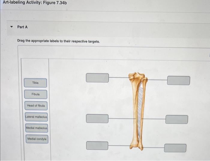 Solved Drag the appropriate labels to their respective | Chegg.com