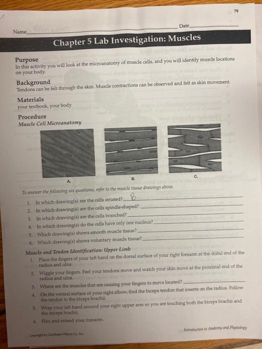 chapter-5-lab-investigation-muscles-ameliefreddy