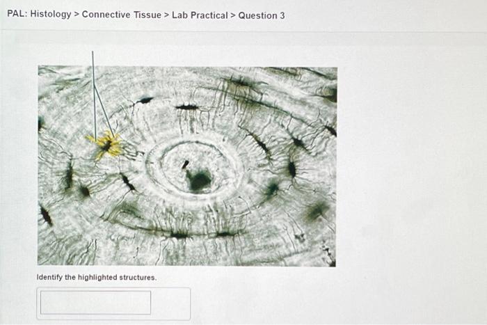 Solved PAL: Histology > Connective Tissue > Lab Practical > | Chegg.com