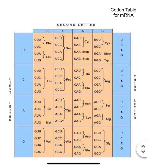 Solved Codon Table For MRNA Chegg Com   Image