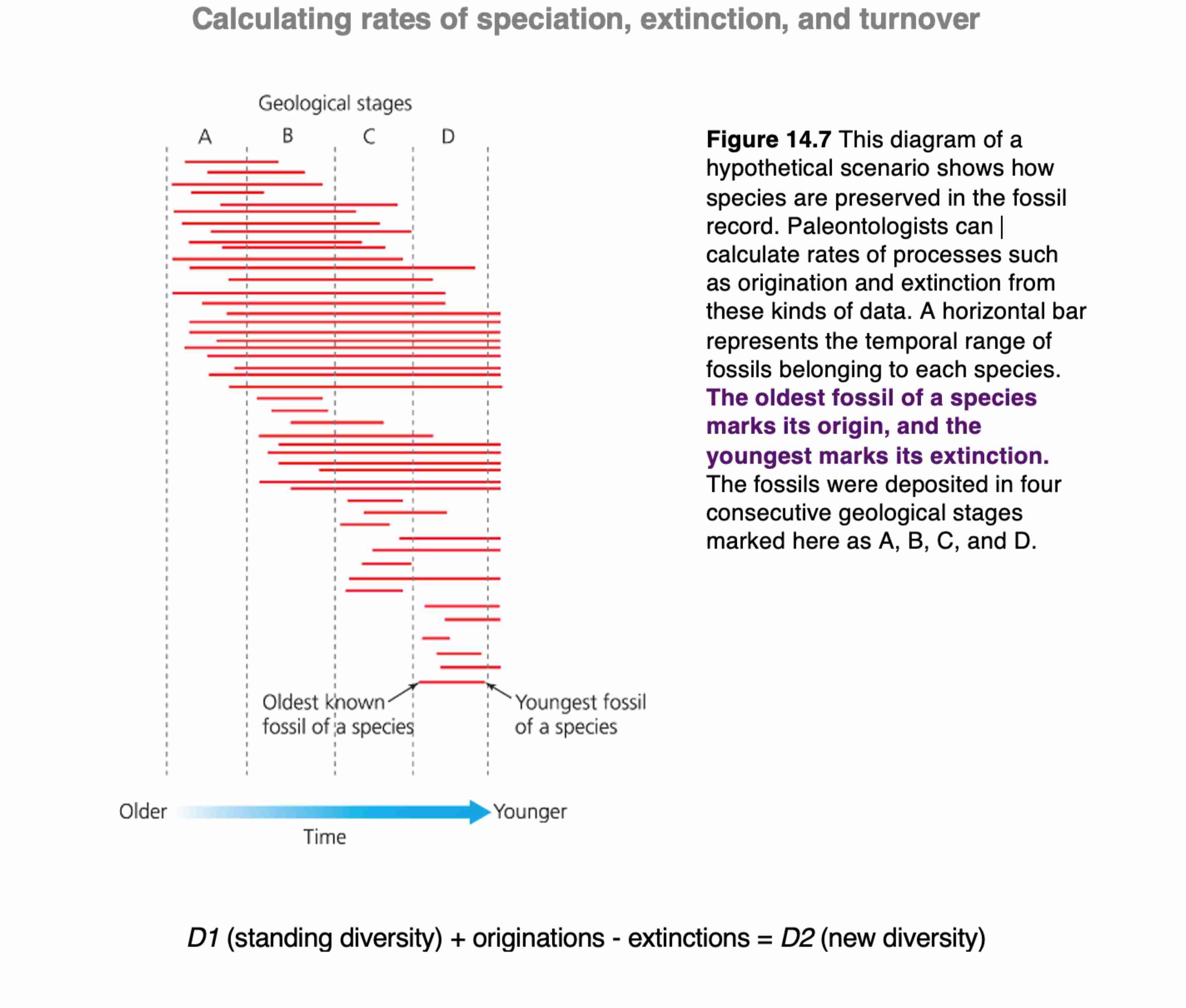Solved Calculating rates of speciation, extinction, and | Chegg.com