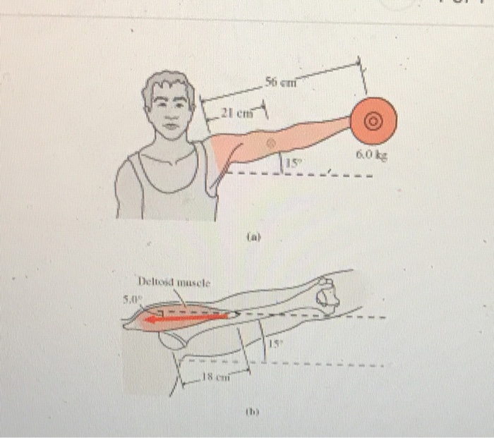 Solved The figure (a) shows an outstretched arm with a mass | Chegg.com