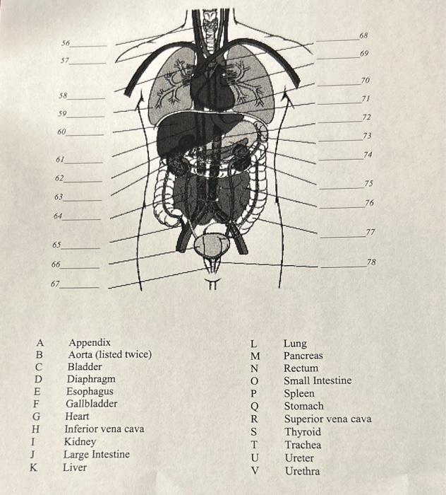 Solved \begin{tabular}{llll} A & Appendix & L & Lung \\ B & | Chegg.com
