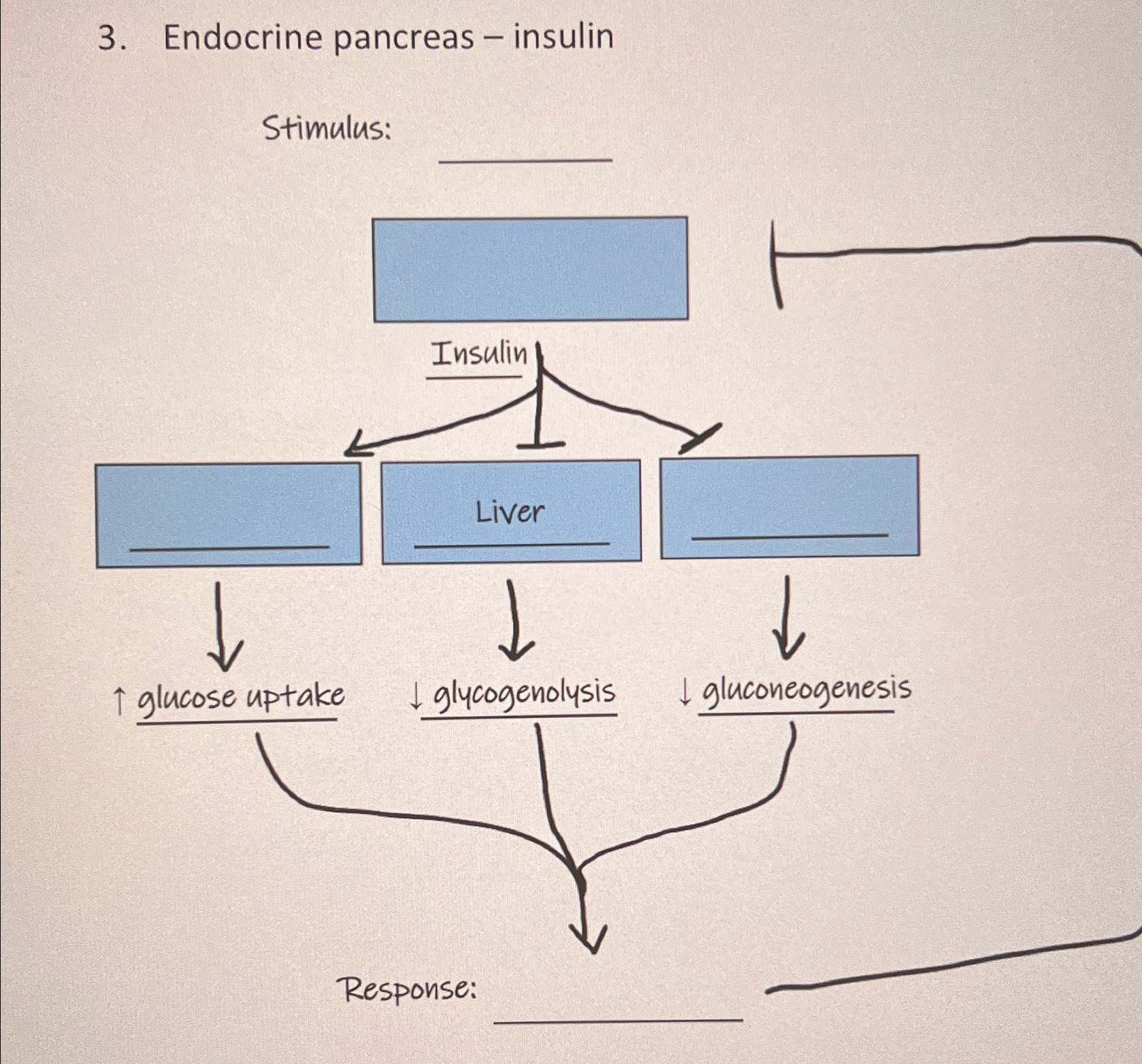 Solved Complete feedback loop Endocrine pancreas insulin | Chegg.com