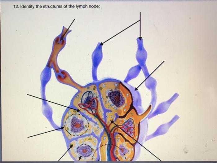Solved 12. Identify the structures of the lymph node: | Chegg.com