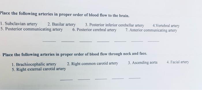 Solved Place the following arteries in proper order of blood | Chegg.com