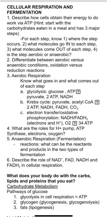 Solved CELLULAR RESPIRATION AND FERMENTATION 1. Describe how | Chegg.com