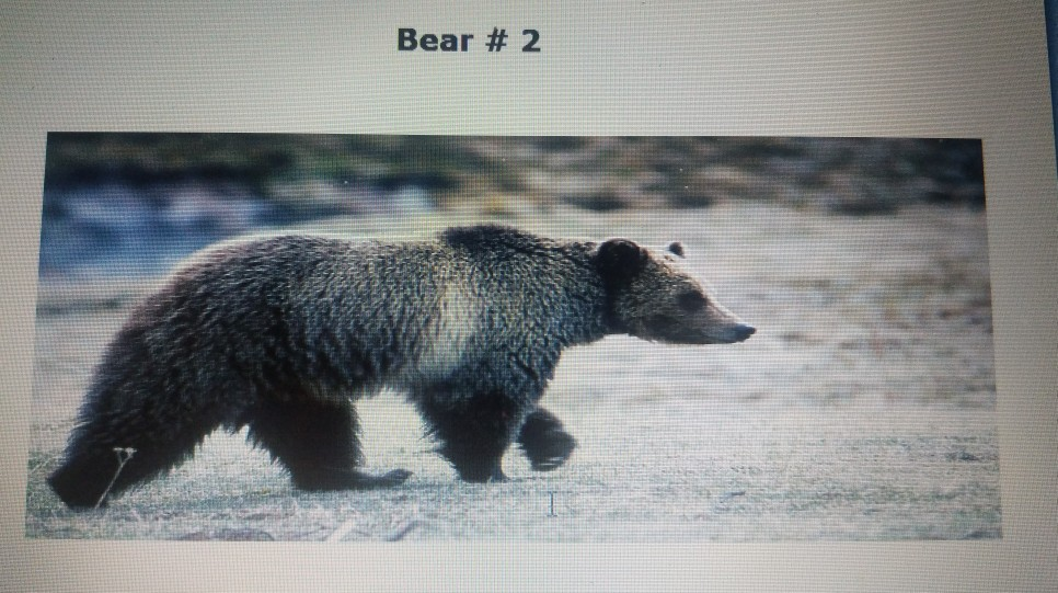 Bear4bear