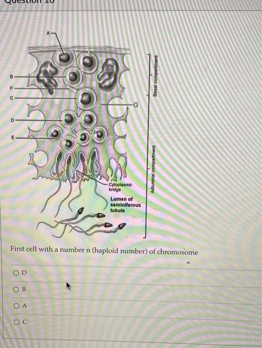 Solved O TO Basal compartment Adluminal compartment | Chegg.com