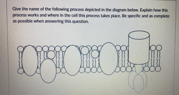 Solved Give the name of the following process depicted in | Chegg.com