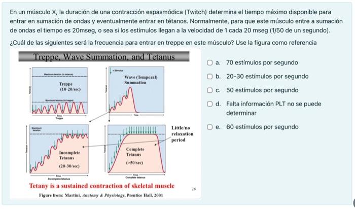 En un músculo \( X \), la duración de una contracción espasmódica (Twitch) determina el tiempo máximo disponible para entrar